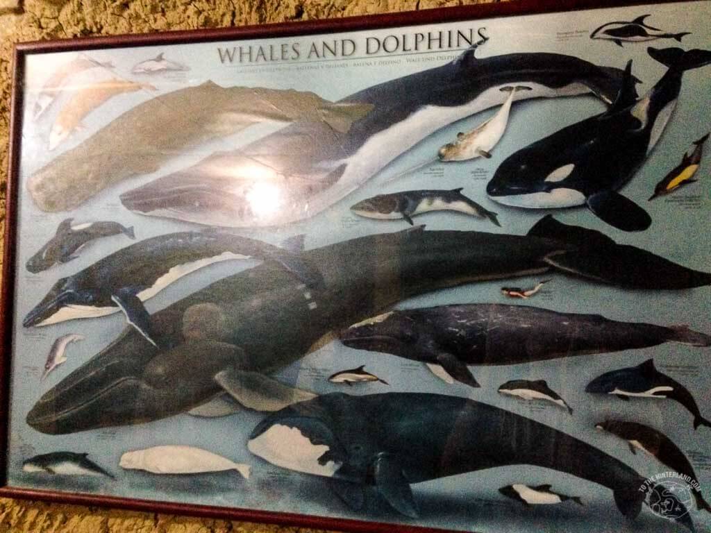 Day 7 – Whale watching Mirissa