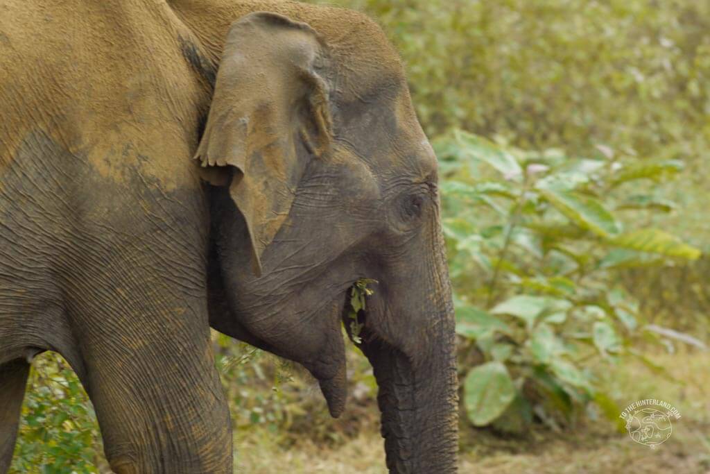 Udawalawe National Park und Schildkröten Zucht – Tag 10 – Sri Lanka