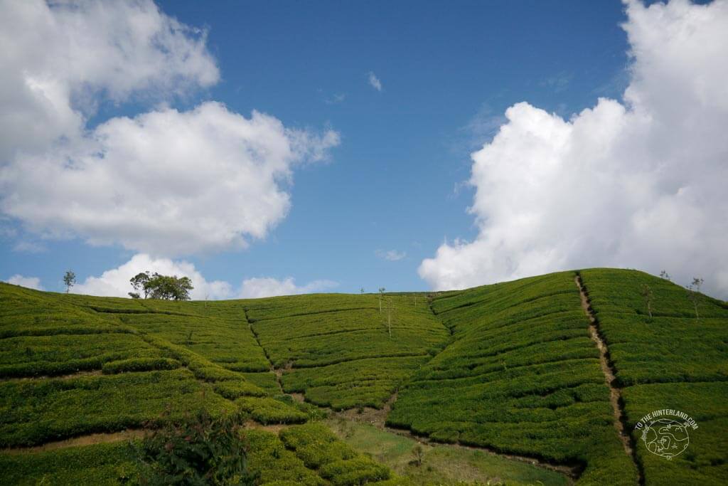 Hill country – Anreise zum Adams Peak – Tag 11- Sri Lanka