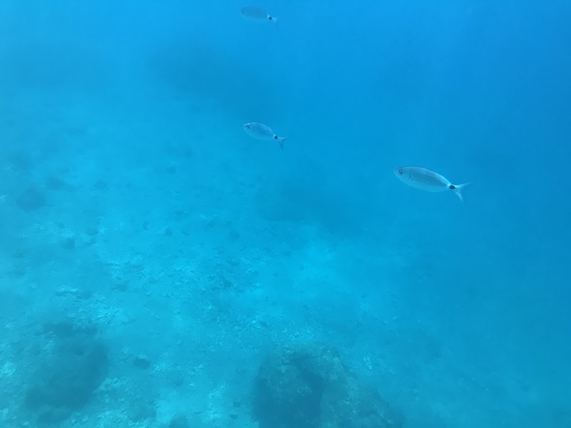 tothehinterland croatia kroatien brela underwater unterwasser fische glasklar IMG_9216 Kopie